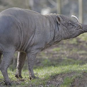 Babirusa male, Sausu