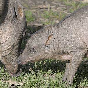 Babirusa female and young