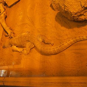 Yellow-spotted Monitor (Varanus panoptes hornii)