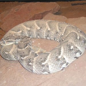 Puff Adder (Bitis arietans)