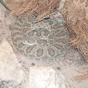 Northern Pacific Rattlesnake (Crotalus oreganus)