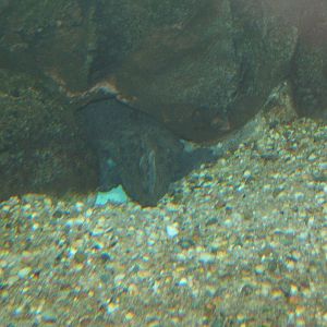 Hellbender (Cryptobranchus alleganiensis)