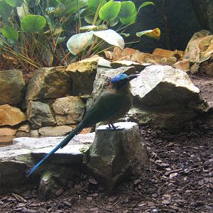 Blue-crowned Motmot (Momotus momota)