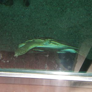 Spiny Soft-shelled Turtle (Trionyx spiniferus)