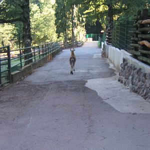 Deer going for a walk down the path