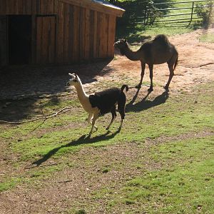 Llama and Arabian Camel