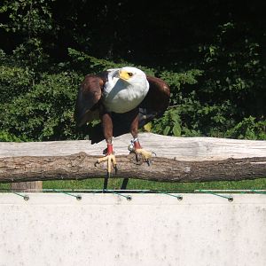 African Fish Eagle