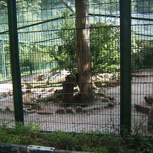 View of Tiger enclosure