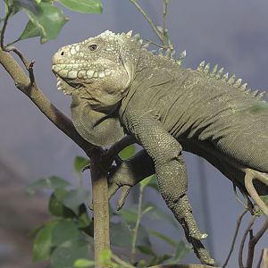 Lesser Antillean iguana
