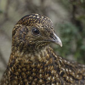 Female Temmincks tragopan