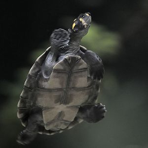 Yellow-spotted Amazon river turtle