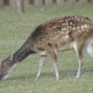 Philippine spotted deer