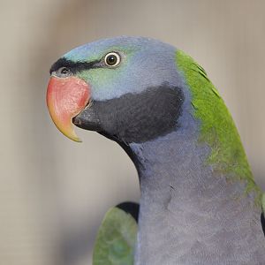 Male Derbyan parrakeet