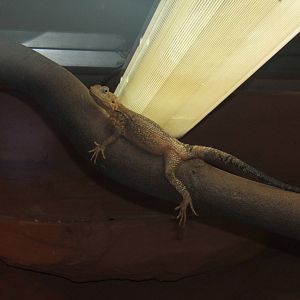 Black Agama (Laudakia melanura)