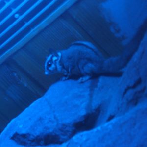 Sugar Glider in Tropical House