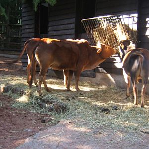 Dwarf Zebu