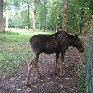 European Moose