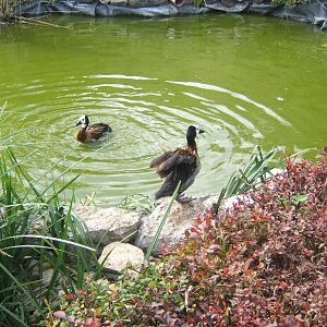 White-faced Whistling Ducks