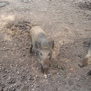 Wild Boar