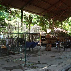 Orang-utan and gibbon cages
