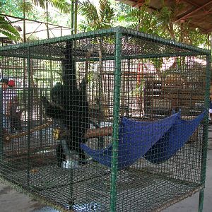 Orang-utan and gibbon cages