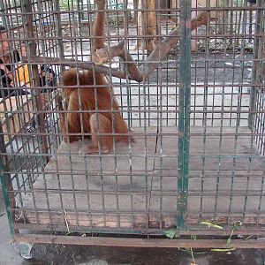 Orang-utan and gibbon cages