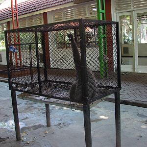 Orang-utan and gibbon cages