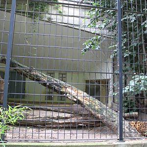 ZOO Antwerpen - Carnivore exhibit (Leopard)
