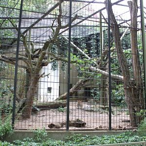ZOO Antwerpen - Carnivore exhibit (Leopard)