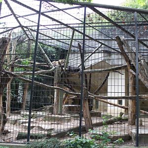 ZOO Antwerpen - Carnivore exhibit (Jaguar)