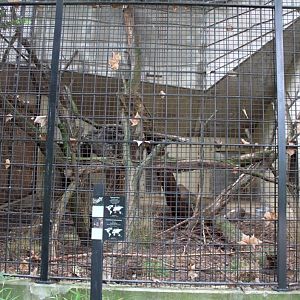 ZOO Antwerpen - Carnivore exhibit (Genet/porcupine)