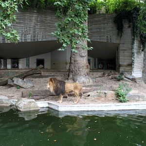 ZOO Antwerpen - Carnivore exhibit (Lion)