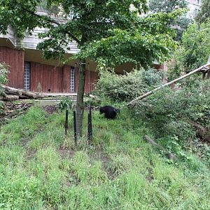 ZOO Antwerpen - Spectacled bear exhibit