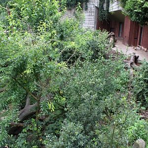 ZOO Antwerpen - Spectacled bear exhibit