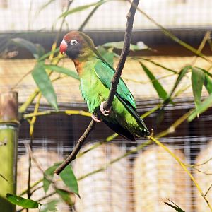 BLACK CHEEKED LOVEBIRDS