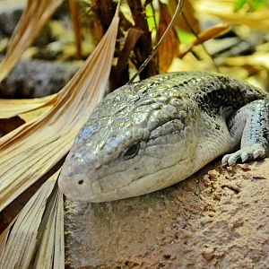 Blue Tongued Skink