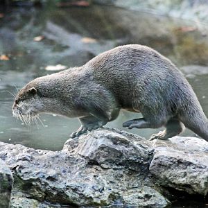 Oriental Short Clawed Otters