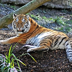 Tschuna the Siberian Tiger