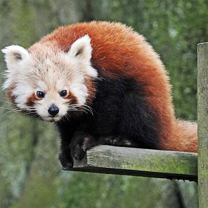 Red Panda
