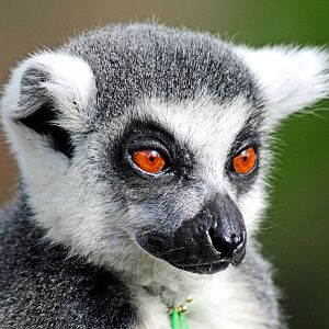 Ring Tailed Lemur