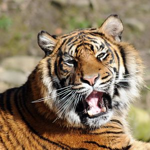 Daseep the Sumatran Tiger