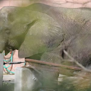 Ali the African Elephant