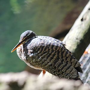 Sunbittern