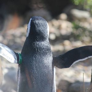 I believe I can fly!