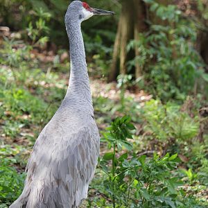 Sandhill Crane