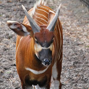 Eastern Bongo