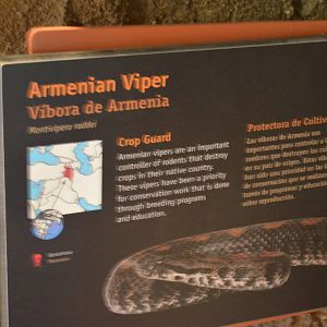 ARMENIAN VIPER SIGNAGE