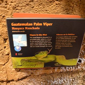 GUATEMALAN PALM VIPER SIGNAGE