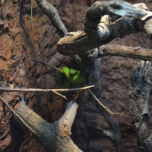 GUATEMALAN PALM VIPER