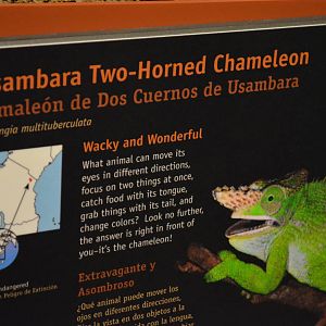 USAMBARA TWO-HORNED CHAMELEON SIGNAGE